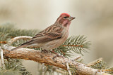 Image. Cassin's Finch