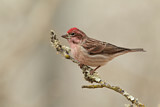 Image. Cassin's Finch