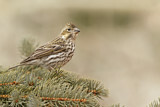 Image. Cassin's Finch