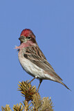 Image. Cassin's Finch