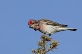 Image. Cassin's Finch