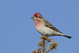 Image. Cassin's Finch