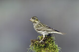 Image. Cassin's Finch