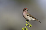 Image. Cassin's Finch
