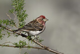 Image. Cassin's Finch