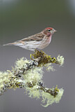Image. Cassin's Finch