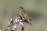 Image. Cassin's Finch