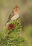 Image. Cassin's Finch