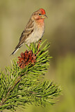 Image. Cassin's Finch