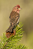 Image. Cassin's Finch