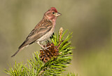 Image. Cassin's Finch
