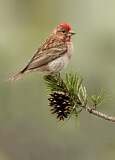 Image. Cassin's Finch