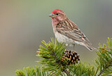 Image. Cassin's Finch