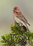 Image. Cassin's Finch