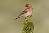 Image. Cassin's Finch