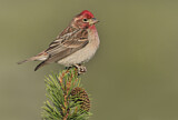 Image. Cassin's Finch