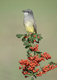 Image. Cassin's Kingbird