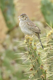 Image. Cassin's Sparrow