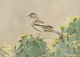 Image. Cassin's Sparrow