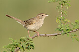 Image. Cassin's Sparrow