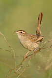 Image. Cassin's Sparrow