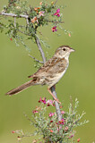 Image. Cassin's Sparrow