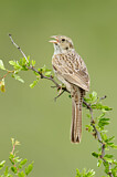 Image. Cassin's Sparrow