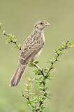 Image. Cassin's Sparrow