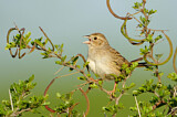 Image. Cassin's Sparrow