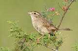Image. Cassin's Sparrow