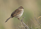 Image. Cassin's Sparrow