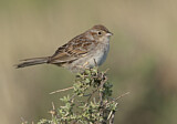 Image. Cassin's Sparrow