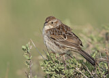 Image. Cassin's Sparrow
