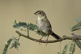 Image. Cassin's Sparrow