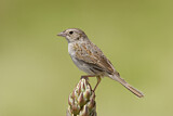 Image. Cassin's Sparrow
