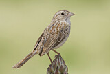 Image. Cassin's Sparrow