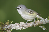 Image. Cassin's Vireo