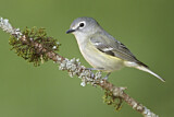Image. Cassin's Vireo