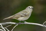 Image. Cassin's Vireo