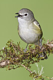 Image. Cassin's Vireo
