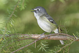 Image. Cassin's Vireo