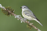 Image. Cassin's Vireo