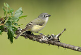 Image. Cassin's Vireo