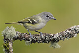 Image. Cassin's Vireo