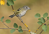 Image. Cassin's Vireo