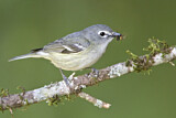 Image. Cassinvireo
