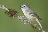 Image. Cassinvireo