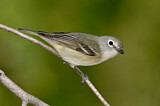 Image. Cassinvireo