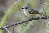Image. Cassinvireo