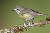 Image. Cassinvireo